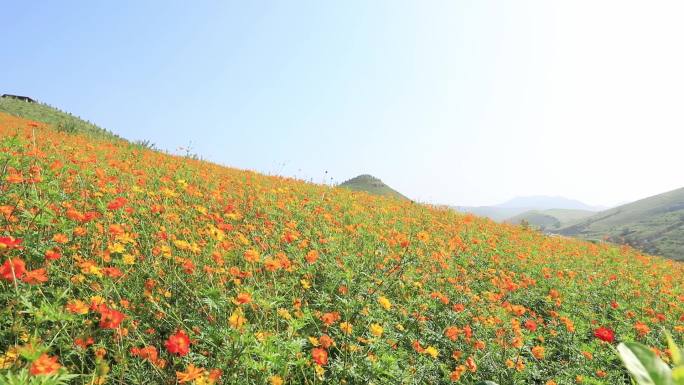 花海