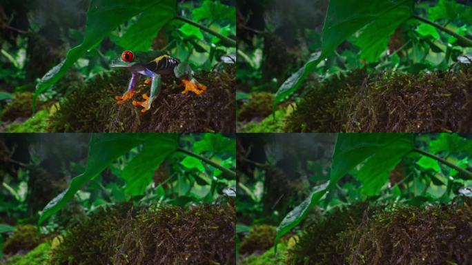 SLO MO LD红眼树蛙在雨中从长满苔藓的丛林地板上跳下