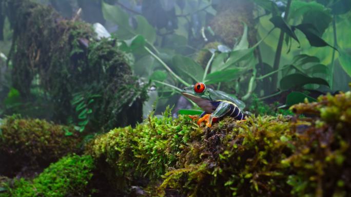 SLO MO DS坐在丛林苔藓上的红眼树蛙