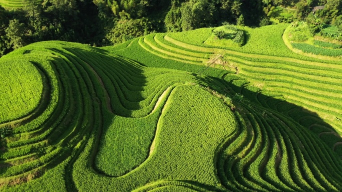 梯田茶山果园盆地