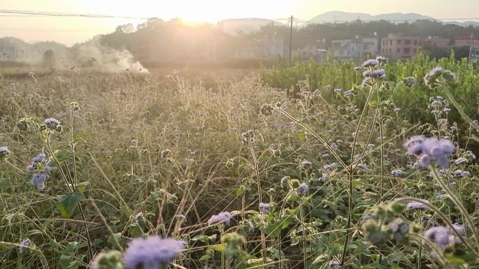 乡村傍晚景色 田间傍晚夕阳逆光烟雾弥漫