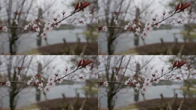 春天盛开的杏花 花朵 桃花梨花