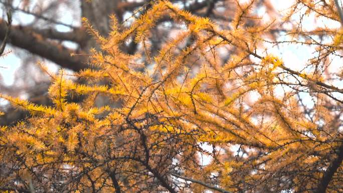 松树松针松叶秋天黄色松针空镜1
