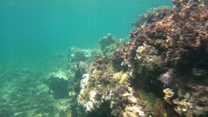 海草覆盖的海床海草覆盖的海床海底世界水下