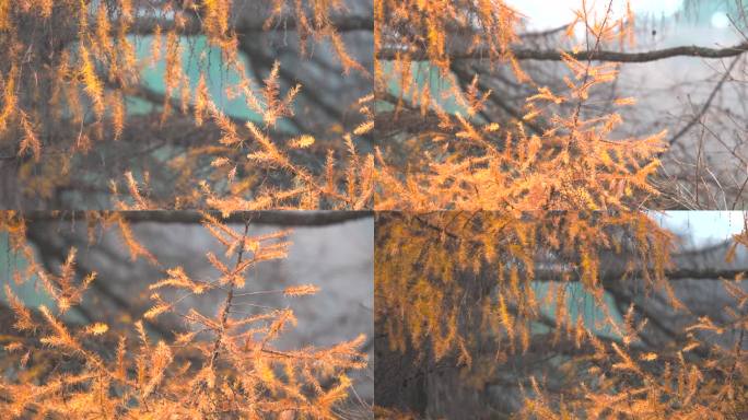 松树松针松叶秋天黄色松针空镜2
