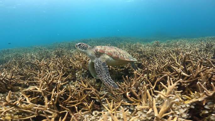 绿海龟在 鹿角珊瑚礁区