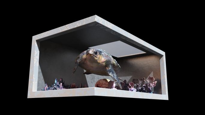 海龟裸眼3D