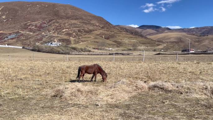 高原枯黄草原吃草的马