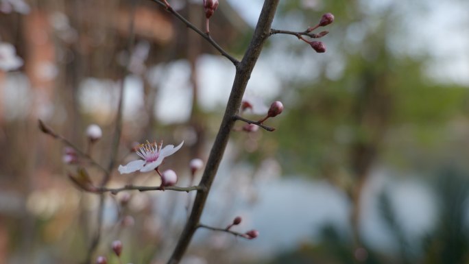 春天盛开的杏花 花朵 桃花梨花