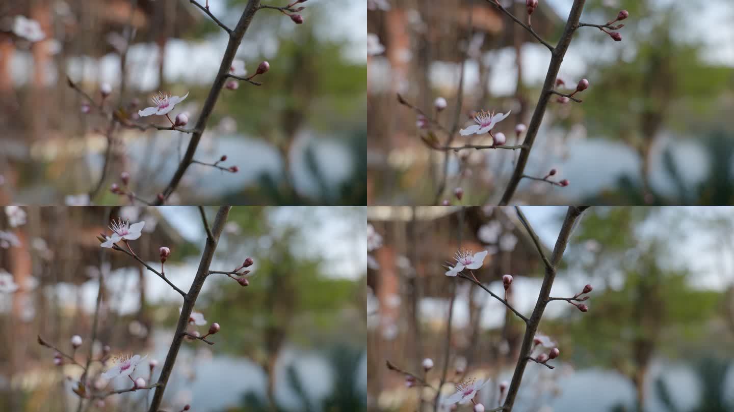 春天盛开的杏花 花朵 桃花梨花