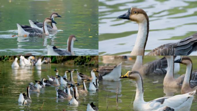 西安浐灞国家湿地公园鸿雁实拍