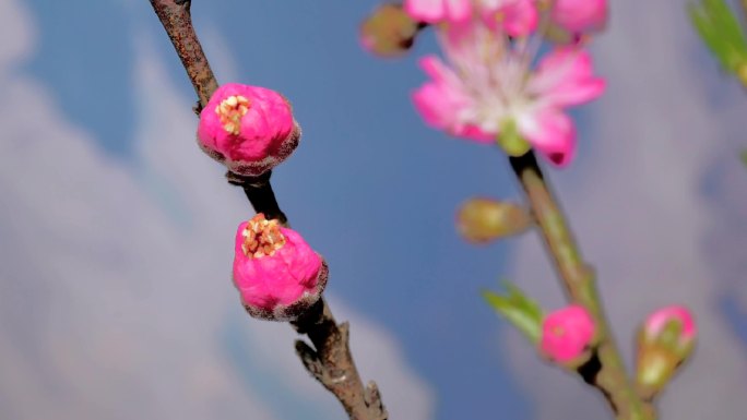 春天花卉桃花延时摄影