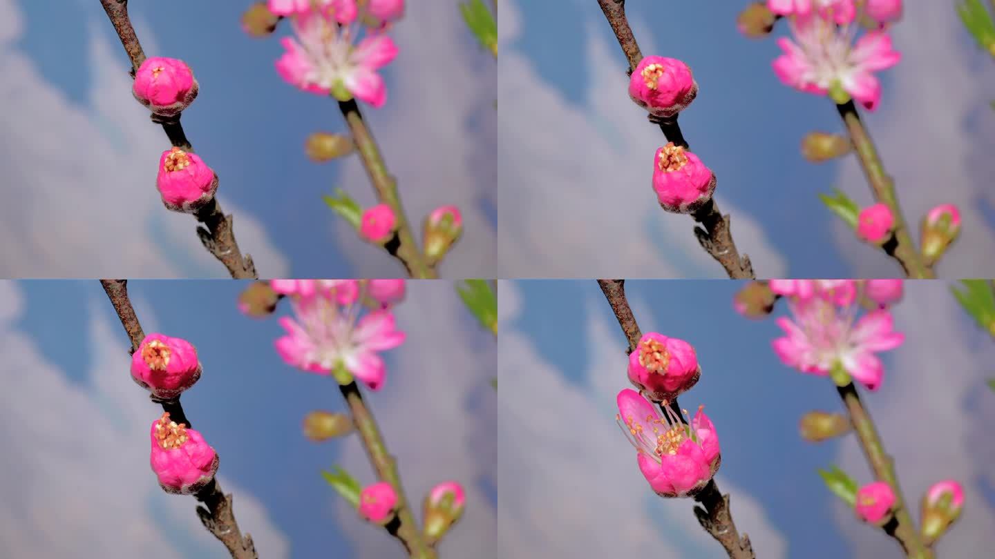 春天花卉桃花延时摄影