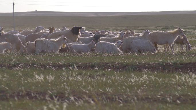 春天，羊被放牧在草地山坡上。