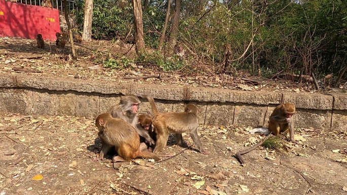 野生猴子的日常生活-互相梳洗