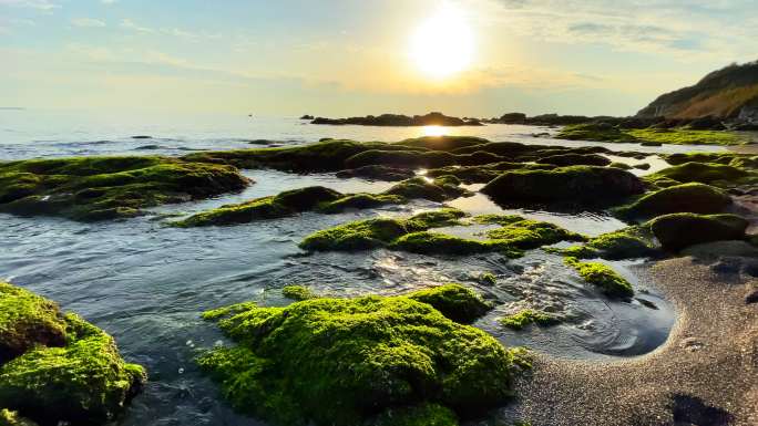 海滩上的日落海景和岩石上的藻类
