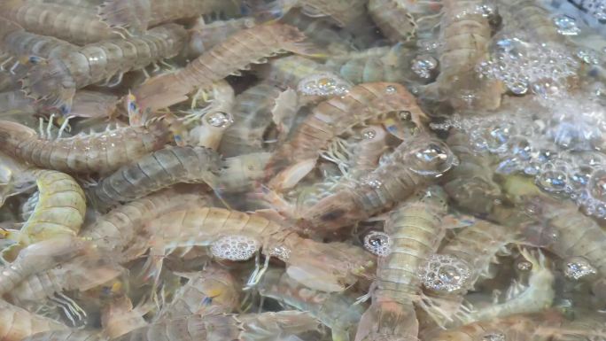 海鲜市场上出售的皮皮虾