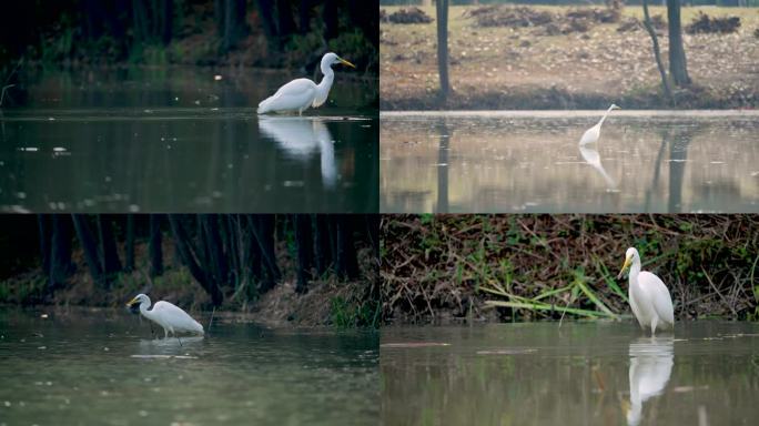 西安浐灞国家湿地公园湖中白鹭实拍