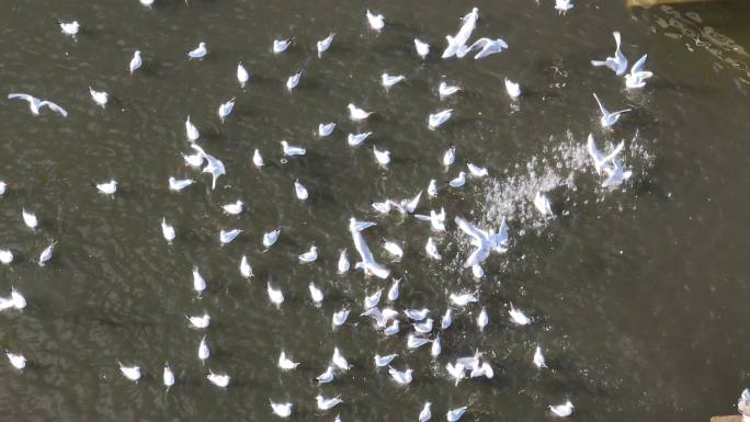 翠湖公园海鸥航拍