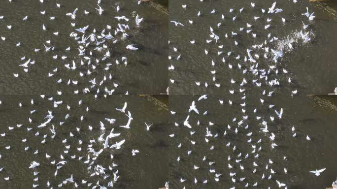 翠湖公园海鸥航拍