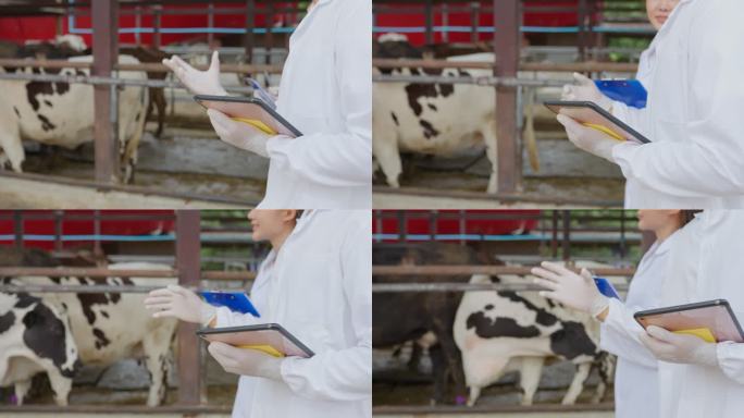 迷人的年轻男女兽医在牛棚户外工作。两名专业的男女医生在畜牧业散步时检查奶牛动物并做笔记。