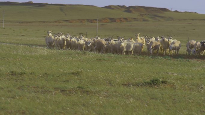 春天，羊被放牧在草地山坡上。