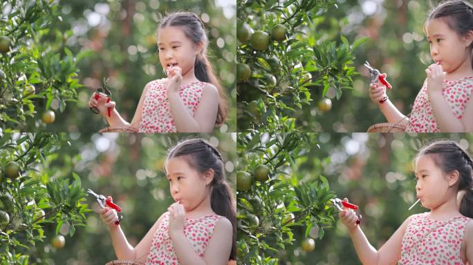 快乐的女孩嘴里含着棒棒糖修剪橘子树