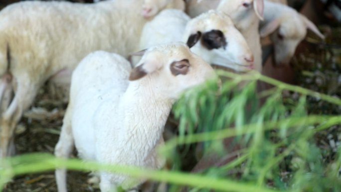 羊圈里的羊