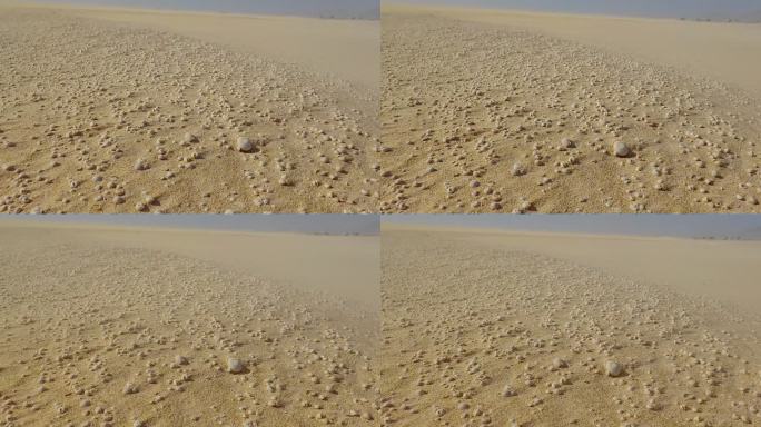 沙漠中沙漠中的死蜗牛，风吹在富尔特文图拉金丝雀群岛