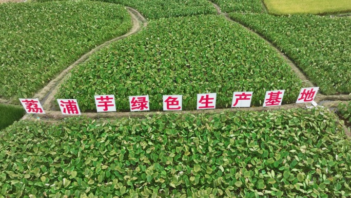 4K航拍桂林荔浦芋生产基地