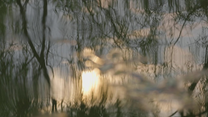 西安浐灞国家湿地公园白鹭实拍