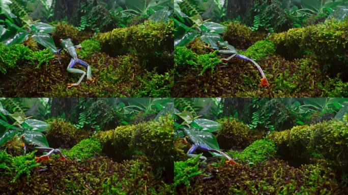 SLO MO DS跟随一只红眼青蛙在长满苔藓的丛林地板上行走