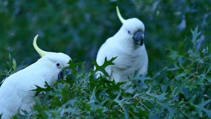饲养野生硫冠凤头鹦鹉：澳大利亚