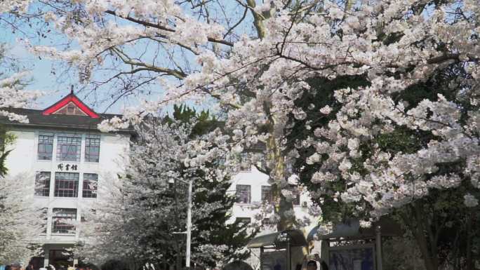实拍春季樱花季南京林业大学人群和环境