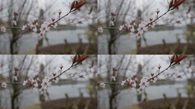 春天盛开的杏花 花朵 桃花梨花