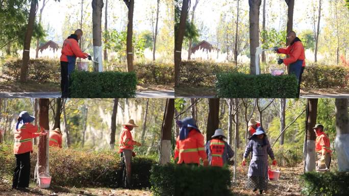 环卫工人树木刷石灰树养护刷白漆园林工人