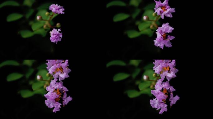 痒痒树 紫薇 开花 延时 延时摄影