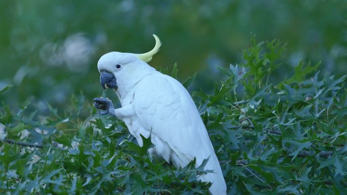 饲养野生硫冠凤头鹦鹉：澳大利亚