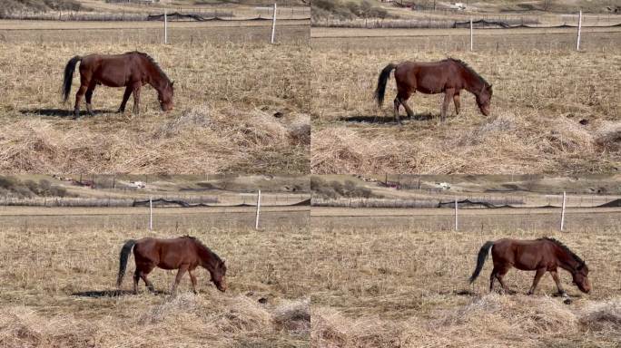 高原枯黄草原吃草的马近景