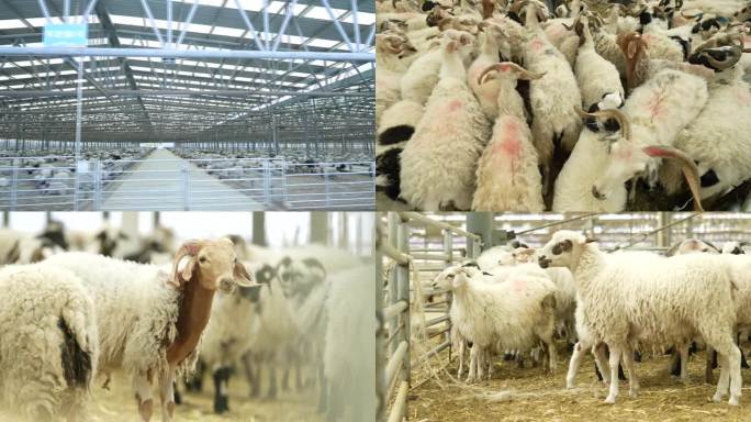 藏羊 羊养殖 山羊 高原羊