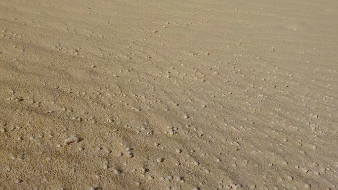 沙漠中沙漠中的死蜗牛，风吹在富尔特文图拉金丝雀群岛