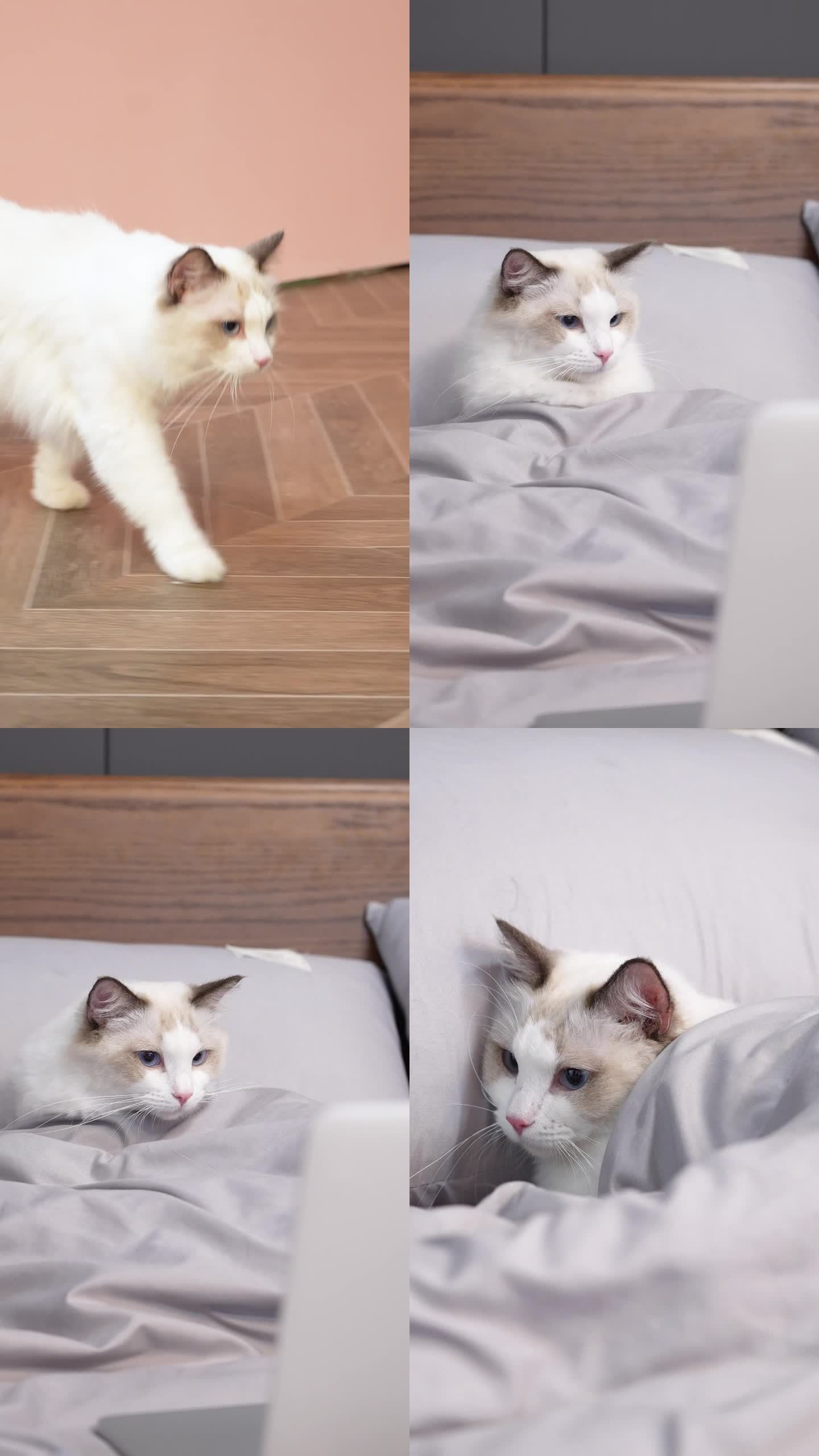 布偶猫短视频风格