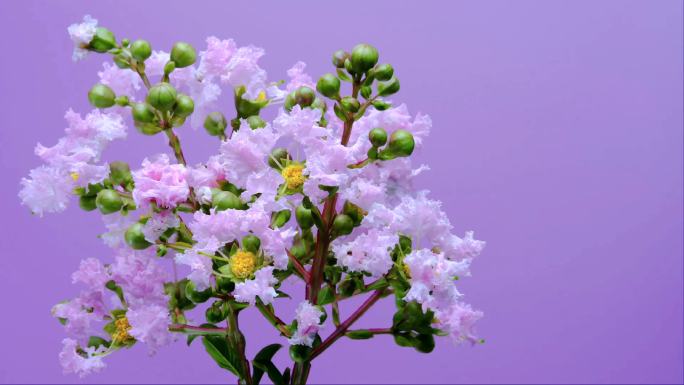 痒痒树 紫薇花 开花 延时 延时摄影