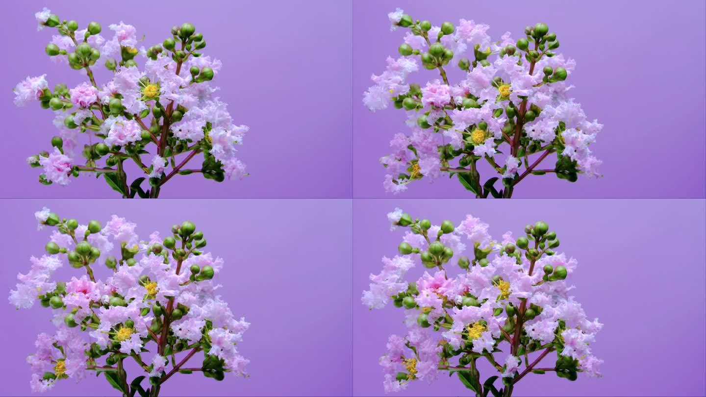 痒痒树 紫薇花 开花 延时 延时摄影