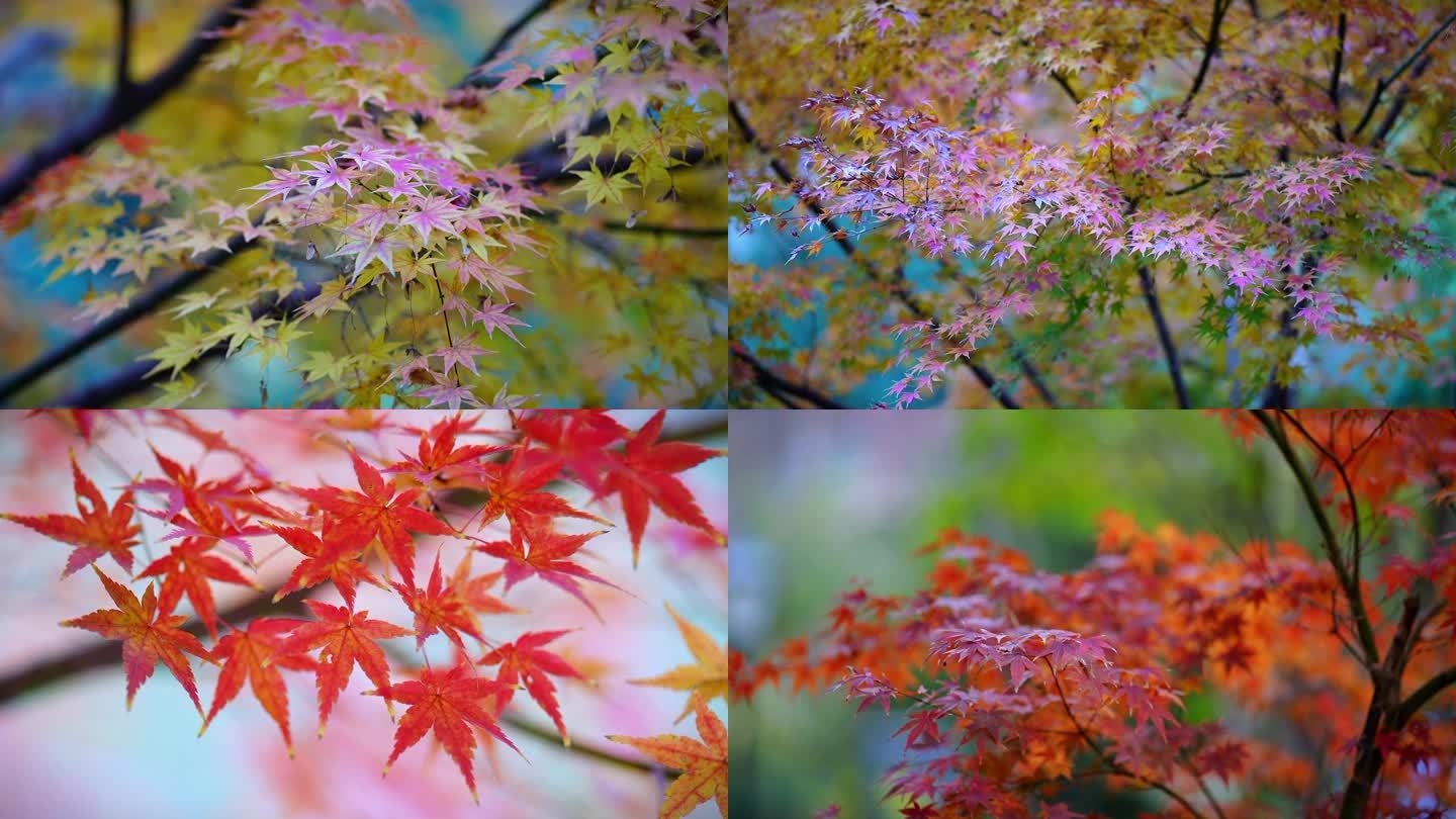 枫叶 红枫 红叶 秋天 树木 风景树
