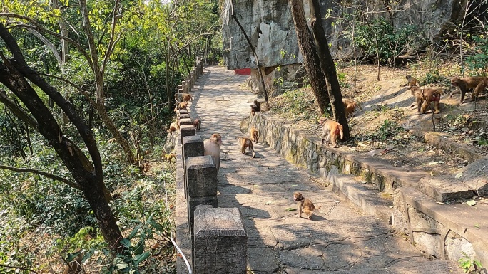 野生猴子的日常生活-走进山林