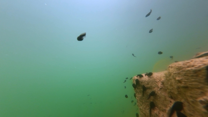 蝌蚪礁石小生命水下摄影春天生态环境
