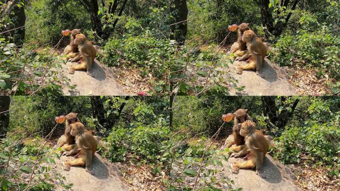 野生猴子互相梳毛的日常生活