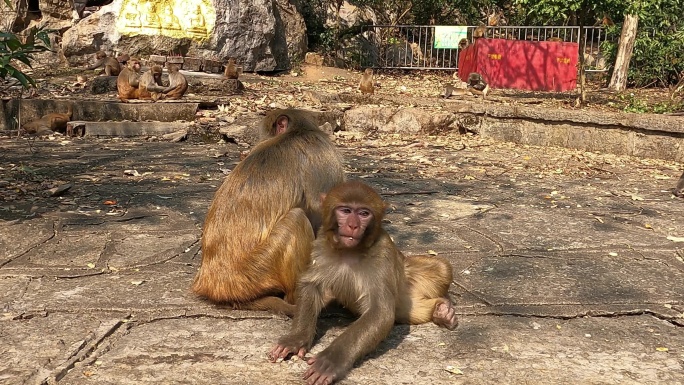 野生猴子的日常生活-互相梳洗