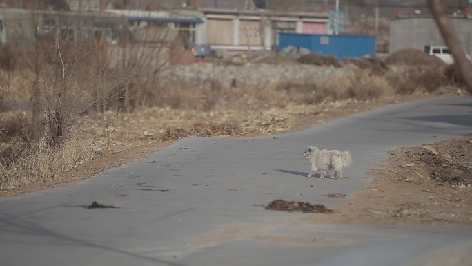 冬季 荒凉 东北 农村街道